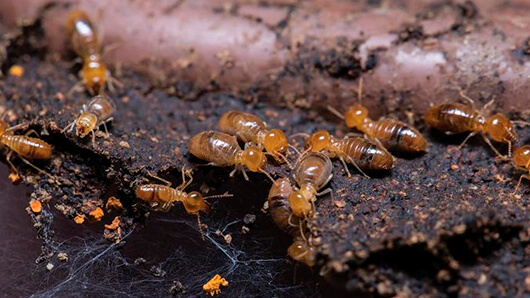 cupim de madeira seca