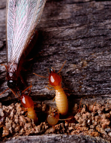 descupinização cupim