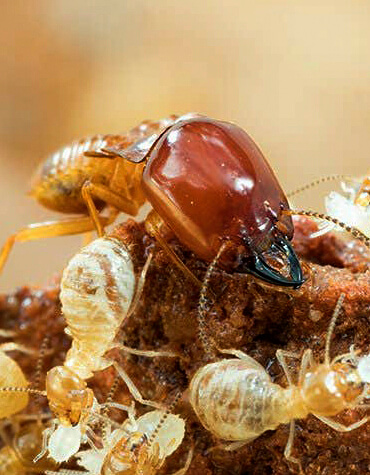 descupinização cupins