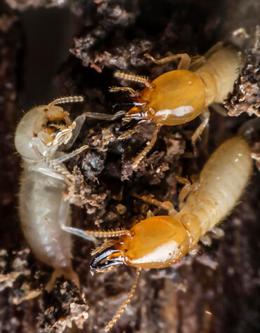 descupinização termite