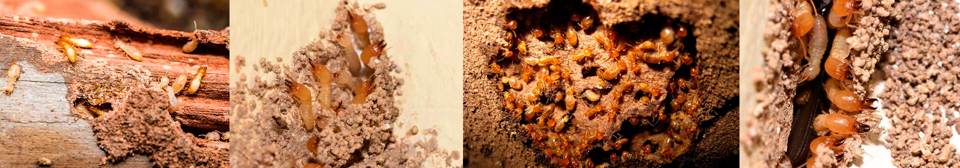 ecocupins descupinizadora